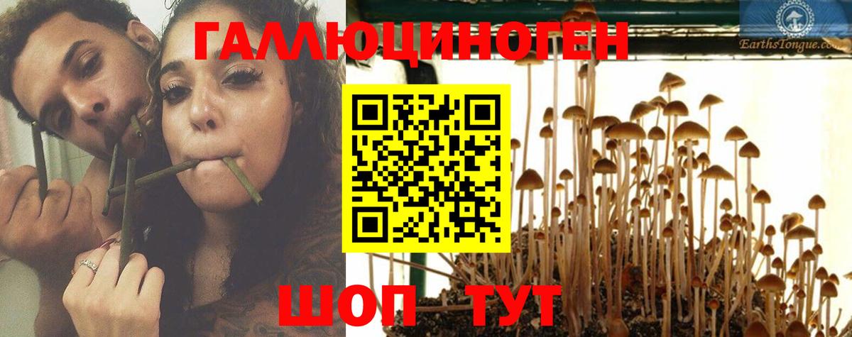Галлюциногенные грибы GOLDEN TEACHER  как найти закладки  Псилоцибиновые грибы GOLDEN TEACHER  Димитровград  Вход с VPN 